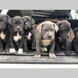 na prodaju štenci cane corso besplatni mali oglasi