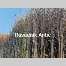 sadnice šljive dvogodišnje isporuka besplatni mali oglasi