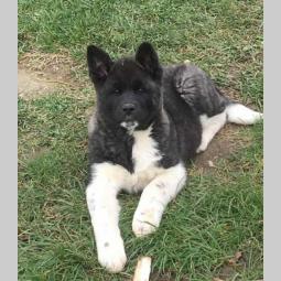 američka akita štenci besplatni mali oglasi