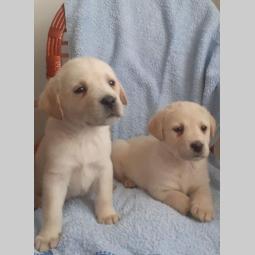štenci labrador dobrog porekla besplatni mali oglasi
