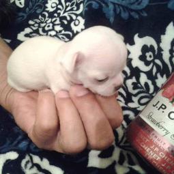 mini čivave princess chihuahua kennel  besplatni mali oglasi