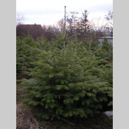 prodaja jela abies alba besplatni mali oglasi