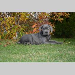 cane corso štenci besplatni mali oglasi