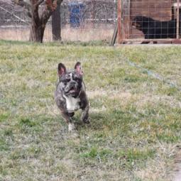 merle francuski buldog slobodan za parenje besplatni mali oglasi