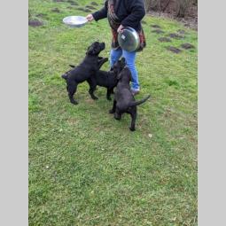 štenci labradora besplatni mali oglasi
