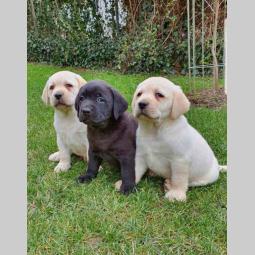 labrador vrhunsko leglo besplatni mali oglasi
