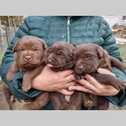čokoladni labradori vrhunskog porekla besplatni mali oglasi