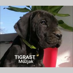 štenci cane corso besplatni mali oglasi