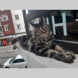 mačka maine coon traži mužjaka za parenje besplatni mali oglasi
