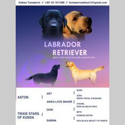 u ponudi štenci labrador retrivera besplatni mali oglasi