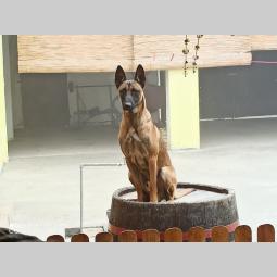 štenci belgijskog ovčara malinoe besplatni mali oglasi