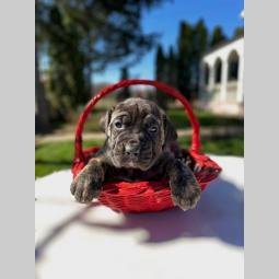 štenci presa canario vrhunskog porekla besplatni mali oglasi