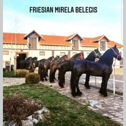 frizijski konji prodaja besplatni mali oglasi