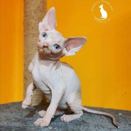 kanadske sphynx mače na prodaju besplatni mali oglasi
