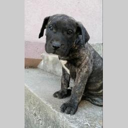 presa canario štenci na prodaju besplatni mali oglasi