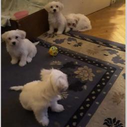 čistokrvni štenci maltezer besplatni mali oglasi