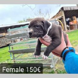 pit bull štenci besplatni mali oglasi