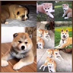 japanska akita inu besplatni mali oglasi