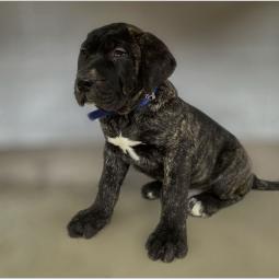 štenci presa canario vrhunskog porekla besplatni mali oglasi