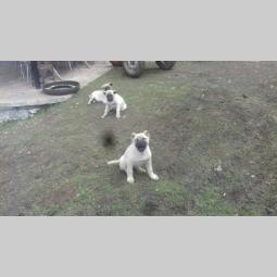 turski kangal štenci besplatni mali oglasi
