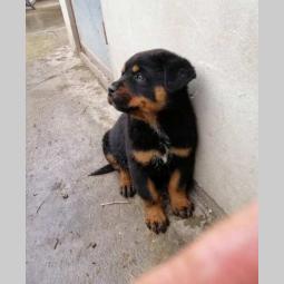 rottweiler muško štene besplatni mali oglasi