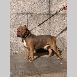 american bully lilac besplatni mali oglasi