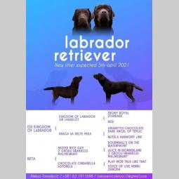 labrador (zlatni retriver) štenci besplatni mali oglasi