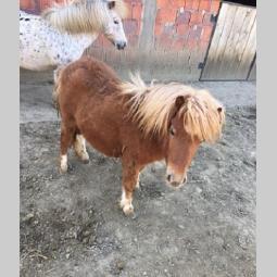muško ždrebe besplatni mali oglasi