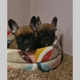 francuski buldog muško štene besplatni mali oglasi