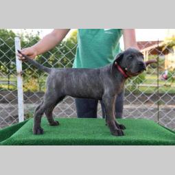 štenci cane corso, besplatni mali oglasi