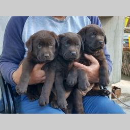 labrador retriver štenci besplatni mali oglasi