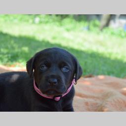 prelepi štenci čokoladnog labradora besplatni mali oglasi