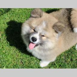 akita inu muško štene besplatni mali oglasi