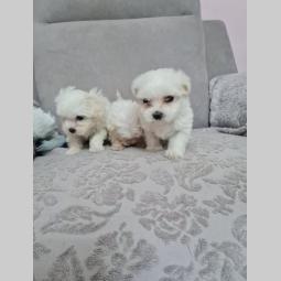 mini maltezer prelepi štenci besplatni mali oglasi