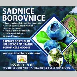 sadnice borovnice rasadnik agrimatiko, avala, beograd besplatni mali oglasi