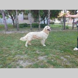 labrador retriver ženka starosti 2 godine besplatni mali oglasi