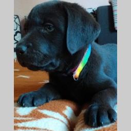 čokoladni labradori šampionski štenci besplatni mali oglasi