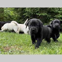 labrador štenci sa rodovnikom besplatni mali oglasi