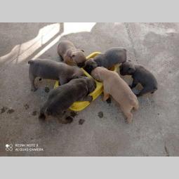 egzotični francuski buldog štenci besplatni mali oglasi