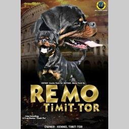rotvajler štenci besplatni mali oglasi
