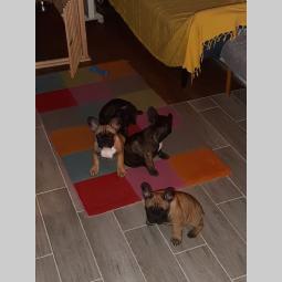 štenci francuskog buldoga besplatni mali oglasi