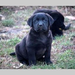 labrador retriver štenci besplatni mali oglasi