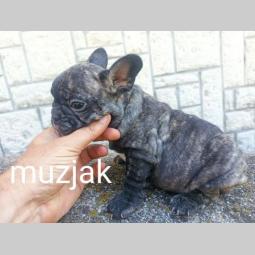 francuski buldog besplatni mali oglasi