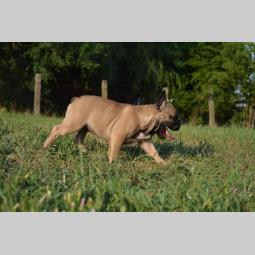 francuski buldog štenci besplatni mali oglasi