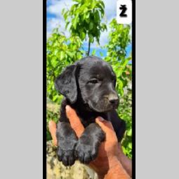 labrador retriver besplatni mali oglasi