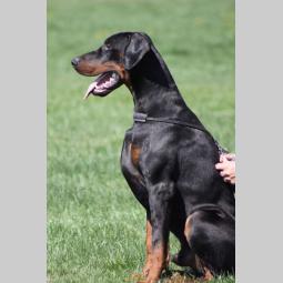 doberman štenci besplatni mali oglasi