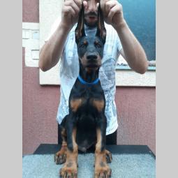 štenci dobermana besplatni mali oglasi