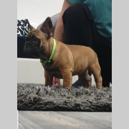 francuski buldog štenci besplatni mali oglasi
