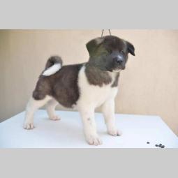 američka akita štenci besplatni mali oglasi