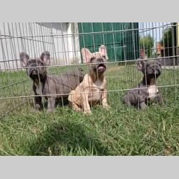 francuski buldog štenci egzotičnih boja besplatni mali oglasi